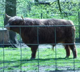 Schottisches Hochlandrind