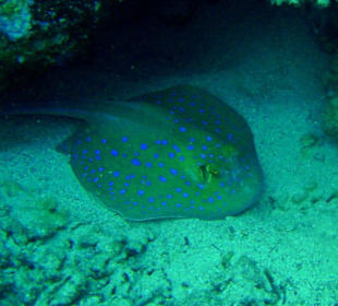 Blaupunkt-Stechrochen am Hausriff Dreams Beach Resort & Drea