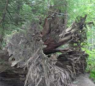 Die Lebensbaumwurzel ist über 6 m hoch
