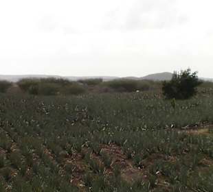 Blick auf ein Aloverafeld