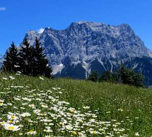 Blick von der Alm auf das Wettersteinmassiv