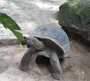 Mahé im botanischem Garten