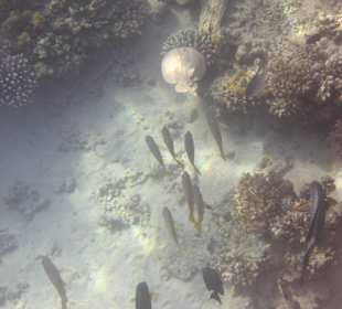 Schnorcheln Marsa Alam