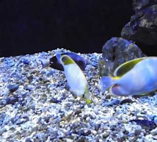 Fische