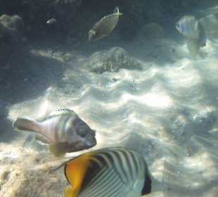 Schnorcheln am Hausriff
