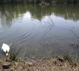 Schlattwiesensee