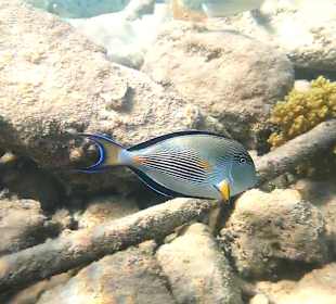 Schnorcheln Hurghada