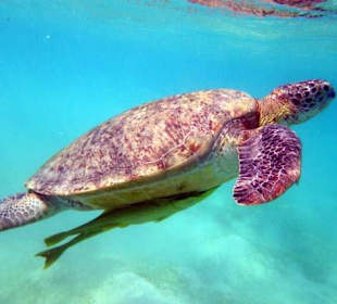 Supenschildkröte mit Schiffshalter