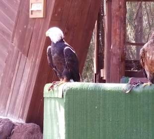 Weißkopfseeadler
