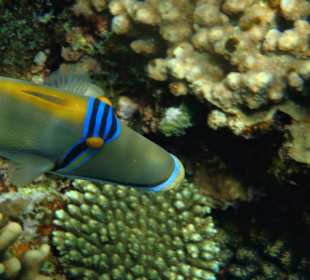 Picasso - Drückerfisch