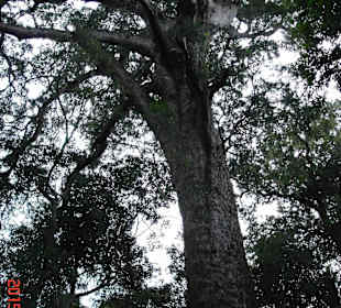 Tsitsikamma National Park