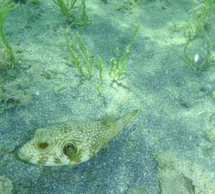 Weißfleck Kugelfisch in der Badewanne