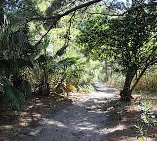 Parkähnlicher Wald im Süden Kretas