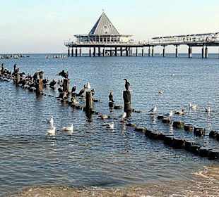 Kormorane auf Usedom