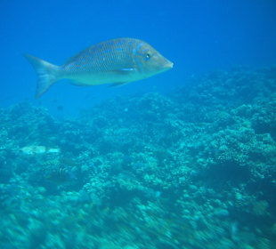 Ein größere Kaliber - gut einen halben Meter lang