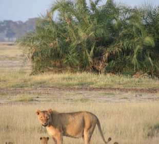 Amboseli Nationalpark
