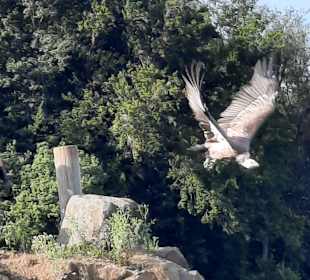 Adler- und Wolfspark Kasselburg