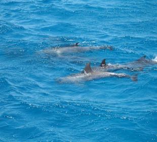 Ausflug zur Giftun Insel
