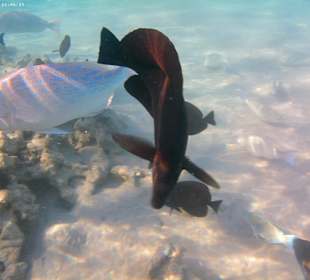 Schnorcheln Makadi Bay