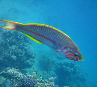 Rotmeer-Junker, Klunzingers Lippfisch