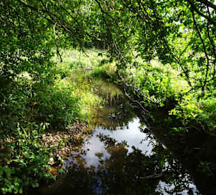 Spaziergang durch den Mühlenkamp-Park