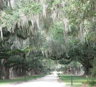Eichenallee der Boone Hall Plantation