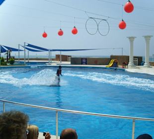 Ausflug Sealanya Delfinshow