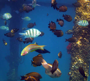 Snurki przy hotelowym pomoście