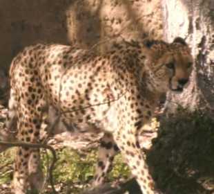 Tierpark