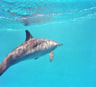 Schwimmen mit Delfinen 