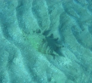 Подводный мир возле отеля