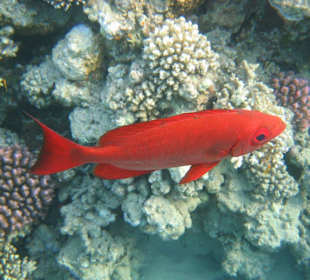 Ein Großaugensoldat