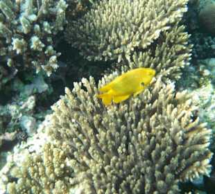 Hausriff Arabia Azur