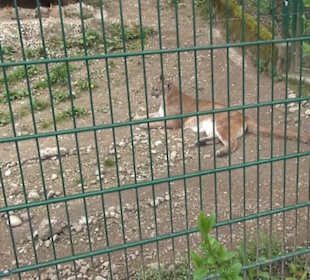 Südamerika Bereich - Puma