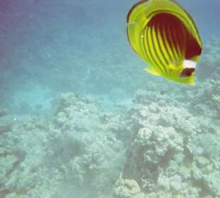 Dolphintour mit Oototo zum Zweiten