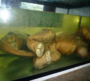 Elephant Baby im Headquarter