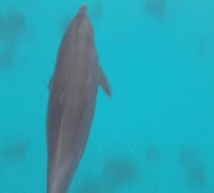 Delfine Mahyma Insel