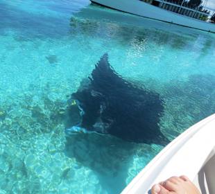 Wem man nicht aller trifft 