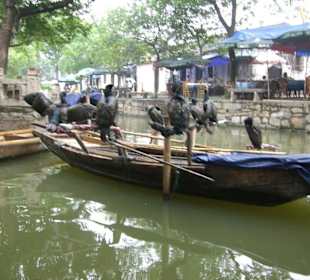 Boot mit Vögeln als Fotomotiv