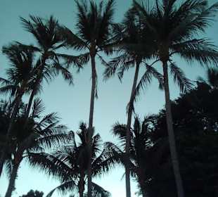 Palmen nördl.Chaweng
