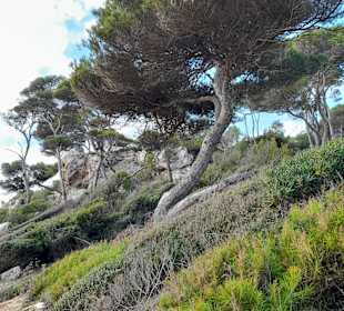 Strand Canyamel