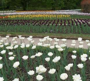 Tulipani in fioritura