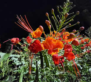 Wunderschöne Farben 