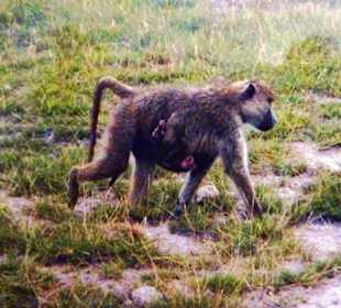 Pavian mit Nachwuchs