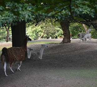 Zoo