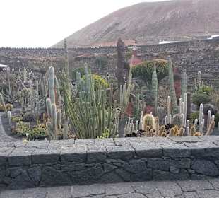 Jardin de Cactus