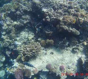 Schnorcheln Makadi Bay