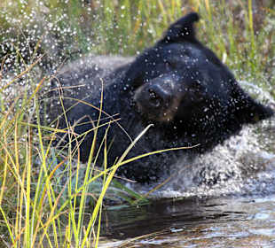 Badender Schwarzbär