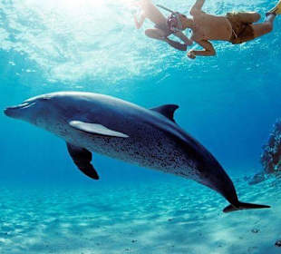 Giftun Insel mit Geführte Touren Egypt Booking.com