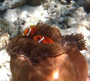 Nemo am Hauriff Embudu